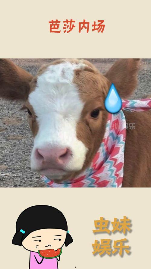 娱乐吃瓜酱美羊羊,揭秘娱乐圈那些不为人知的幕后故事