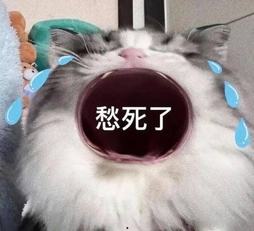 张大嘴的猫的表情包